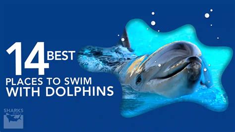 best place to swim with dolphins.